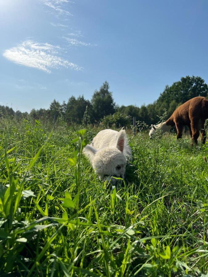 Ulinia Zacisze Dom Comfort 70M2 Exteriör bild
